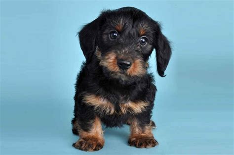 Dachshund Yorkie Dorkie Puppy My Dorkies Pinterest I Want