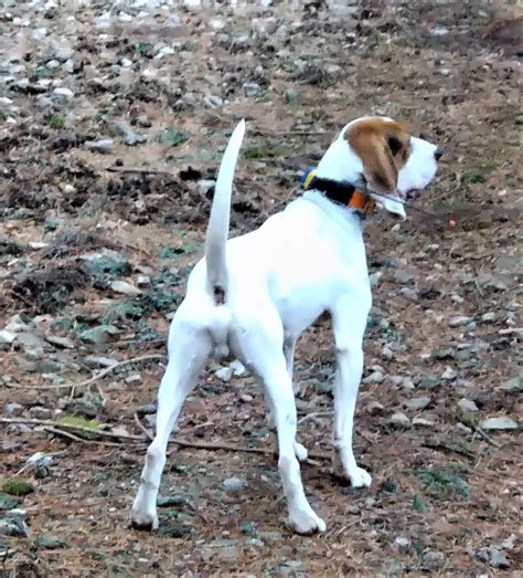 単独シカ猟 弟子の成長 狩猟犬サツマビーグルのつぶやき