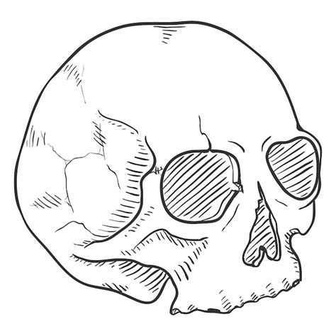 Premium Vector Vector Sketch Illustration Human Skull Without Lower Jaw