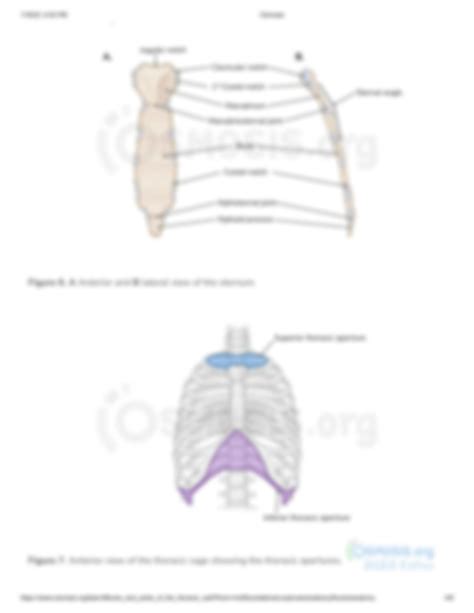 Solution Bones And Joints Of The Thoracic Wall Osmosis Prime Studypool