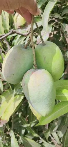 Green KESAR MANGO BOX Packaging Size 10 Kg At Rs 65 Kg In Bhuj ID