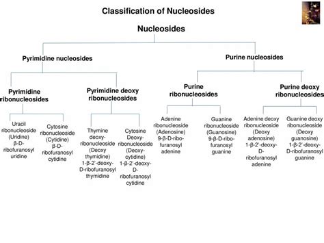 Nucleic Acid Structure - PowerPoint Slides - LearnPick India