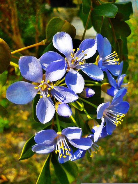 Jamaica National Flower Lignum Vitae | Best Flower Site