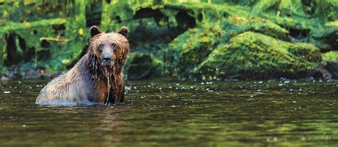 Wild Alaska Cruise: Sitka To Juneau Cruise Tour | National Geographic ...