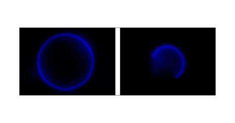 Imaging Giant Vesicle Membrane Domains With A Luminescent Europium