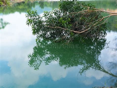 Branches In The Water Stock Image Image Of Water Pond 114476459