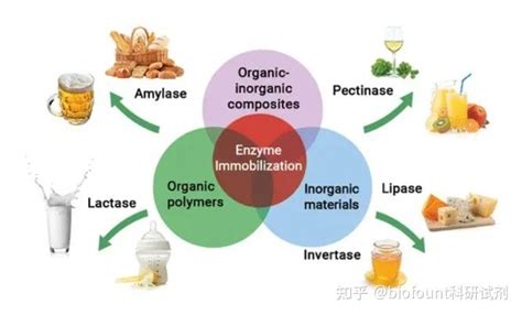 细胞固定化和酶固定化的区别 知乎