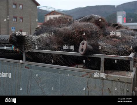 With Dead Wild Boar High Resolution Stock Photography And Images Alamy