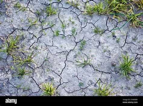 Una Rida Y Seca La Imagen De Fondo De Una Textura De Tierra Agrietada