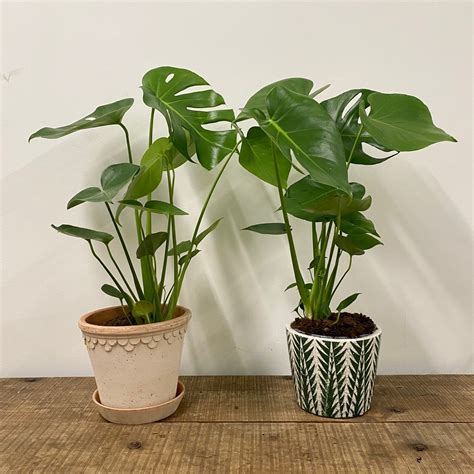 Monstera Deliciosa Swiss Cheese Plant 17cm Pot Cornercopia Store