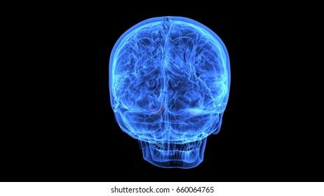 D Illustration Human Skull Brain Anatomy Stock Illustration