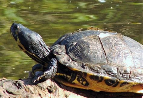 Painted Turtles, Vancouver Island, BC | Gohiking.ca