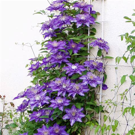 Clematis Multi Blue Native Plants Pflanzenversand