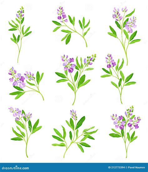 Lucerne Or Alfalfa Plant Having Elongated Leaves And Clusters Of Small