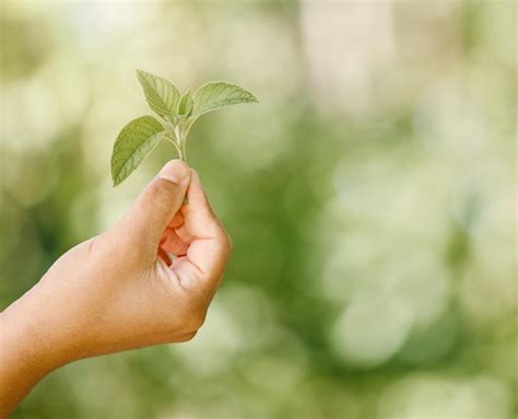 Premium Photo Cropped Hand Holding Plant