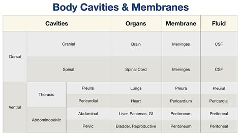 Body Cavities Labeled Organs Membranes Definitions Diagram And