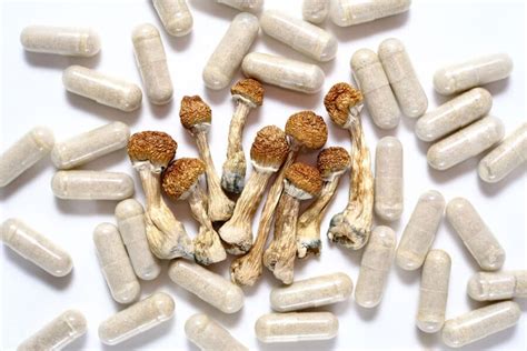 Gold Cap Mushrooms - A Deep Dive into Psilocybe Cubensis - Live Free ...