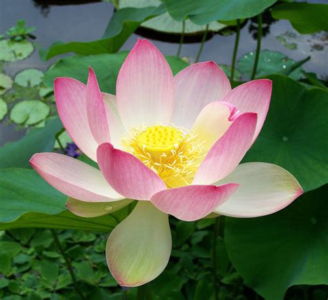 list  flowers loved  hindu gods indoindianscom