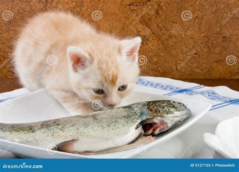 Fishy smell stock image. Image of litter, food, animals - 5127155