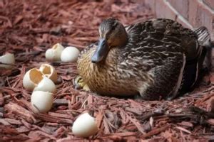 Do Duck Eggs Hatch At The Same Time My Bird Garden