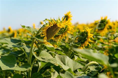 Sunflower Cultivation. Sunflower Flowers on a Sunflower Field. Stock Photo - Image of floral ...