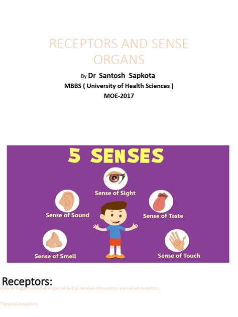 Receptors and Sense Organs | PDF | Ear | Retina