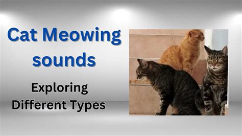 Cat Meowing Sounds Exploring Different Types Youtube