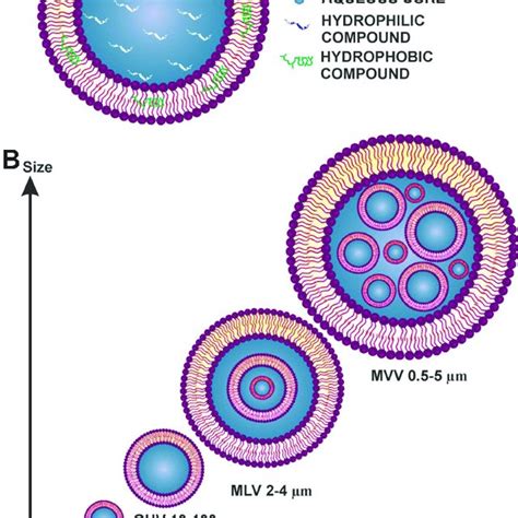 A Schematic Representation Of A Liposome B Classification By Download Scientific Diagram