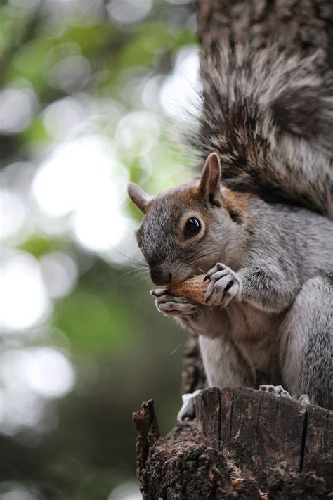 Squirrel Eating Peanut Pictures, Photos, and Images for Facebook ...