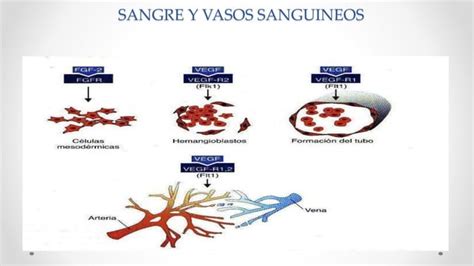 DERIVADOS DE LA CAPA GERMINAL MESODERMICa PPT