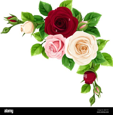 Vector Pink Burgundy And White Roses Decorative Element Isolated On A