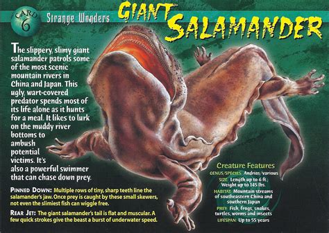 Giant Salamander - Wierd N'wild Creatures Wiki