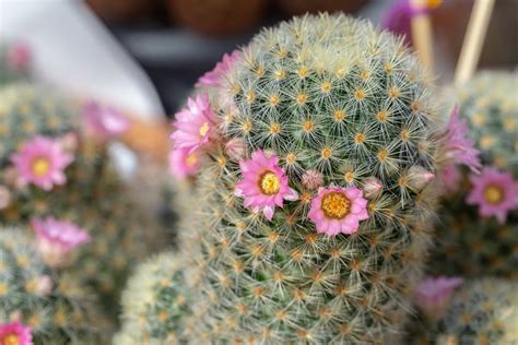 Los Cactus Y Suculentas Son Una De Las Plantas Que M S Variedades