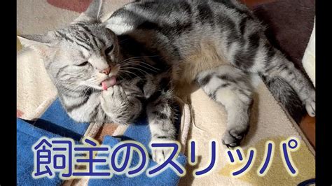 飼主のスリッパの上で日向ぼっこをするゲン。寝るかな寝るかな【アメショ猫】 Youtube