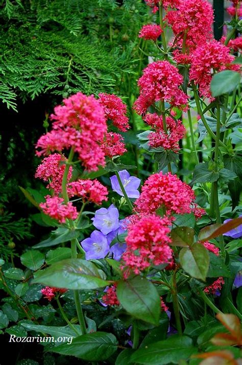 Ostrogowiec Centranthus Bylina Kwitnąca Do Mrozów Rozarium