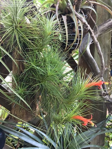 Plantfiles Pictures Tillandsia Bromeliad Species Air Plant Tillandsia Funckiana By Palmbob