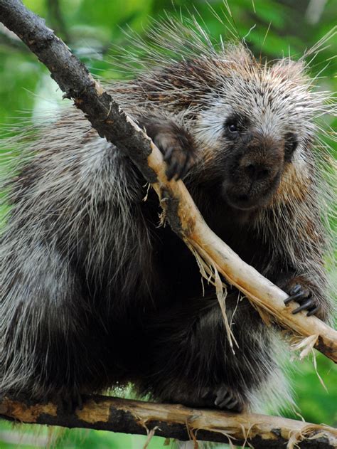 North American Porcupine Habitat