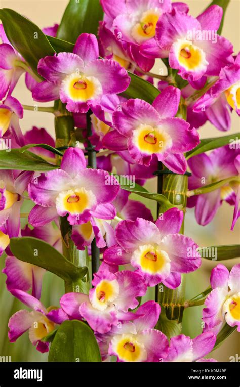 Noble Dendrobium Dendrobium Nobile Stock Photo Alamy