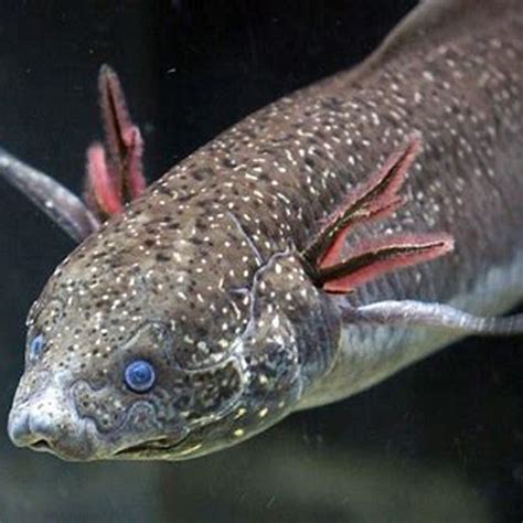 Can you keep a lungfish? - DIY Seattle