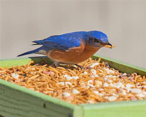 Eastern Bluebird - FeederWatch