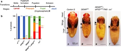 Denr Eif2d Double Mutants Resemble Atf4 Mutants A Schematic Of