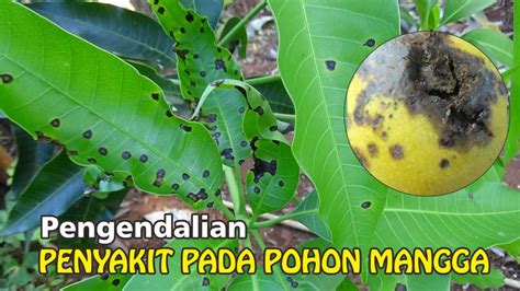 Inilah Penyakit Pada Tanaman Mangga Yang Menyerang Daun Batang Dan