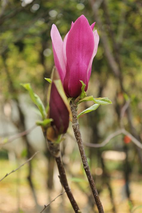 Banco De Imagens Natureza Ramo Flor Plantar Folha Flor P Tala