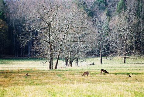 Things To Do In Cades Cove This Spring Pigeon Forge Chamber Of Commerce