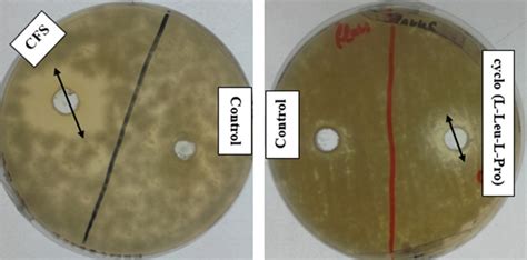 Antifungal Activity Of L Coryniformis Bch 4 Cell Free Supernatant And