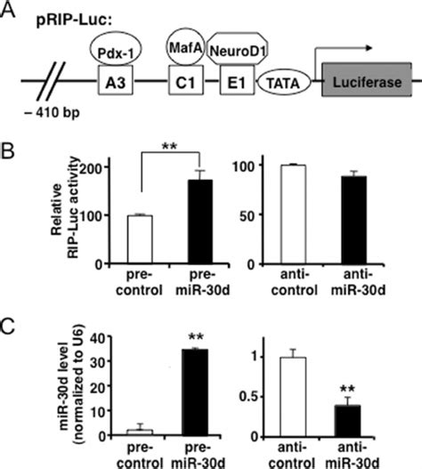 Insulin Promoter Activity Was Activated By Mir D A Sche Matic