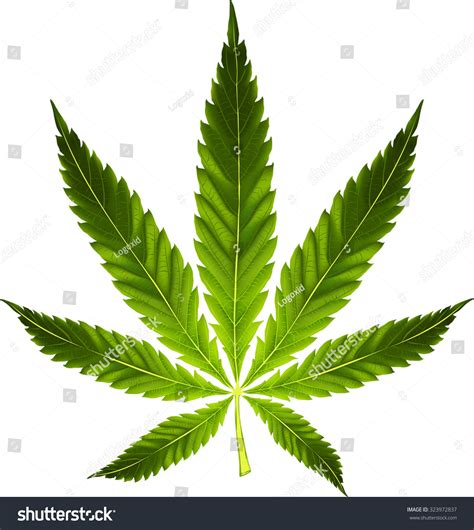 Cannabis Marijuana Leaf Stock Vector (Royalty Free) 323972837 ...