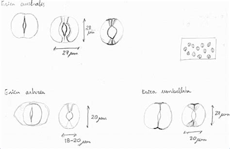 Stomata of selected species – PLANT STOMATA ENCYCLOPEDIA