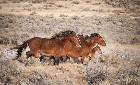 A band of wild horses and foal in southern colorado