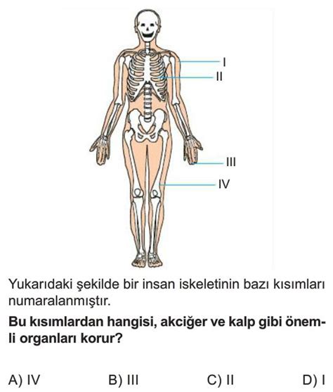 Vücudumuzdaki Sistemler Test Çöz 6 Sınıf Fen Bilimleri